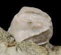 Blastoid (Pentremites) Fossil - Illinois #48662-1